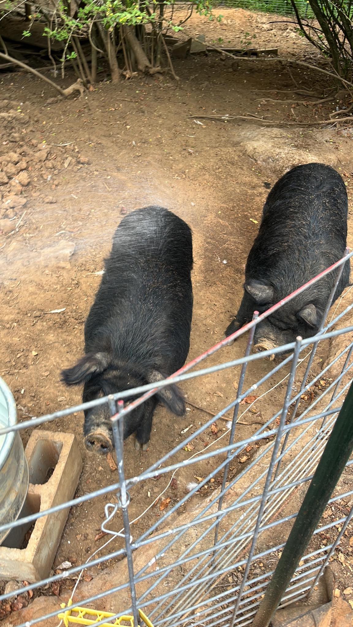 Pigs
